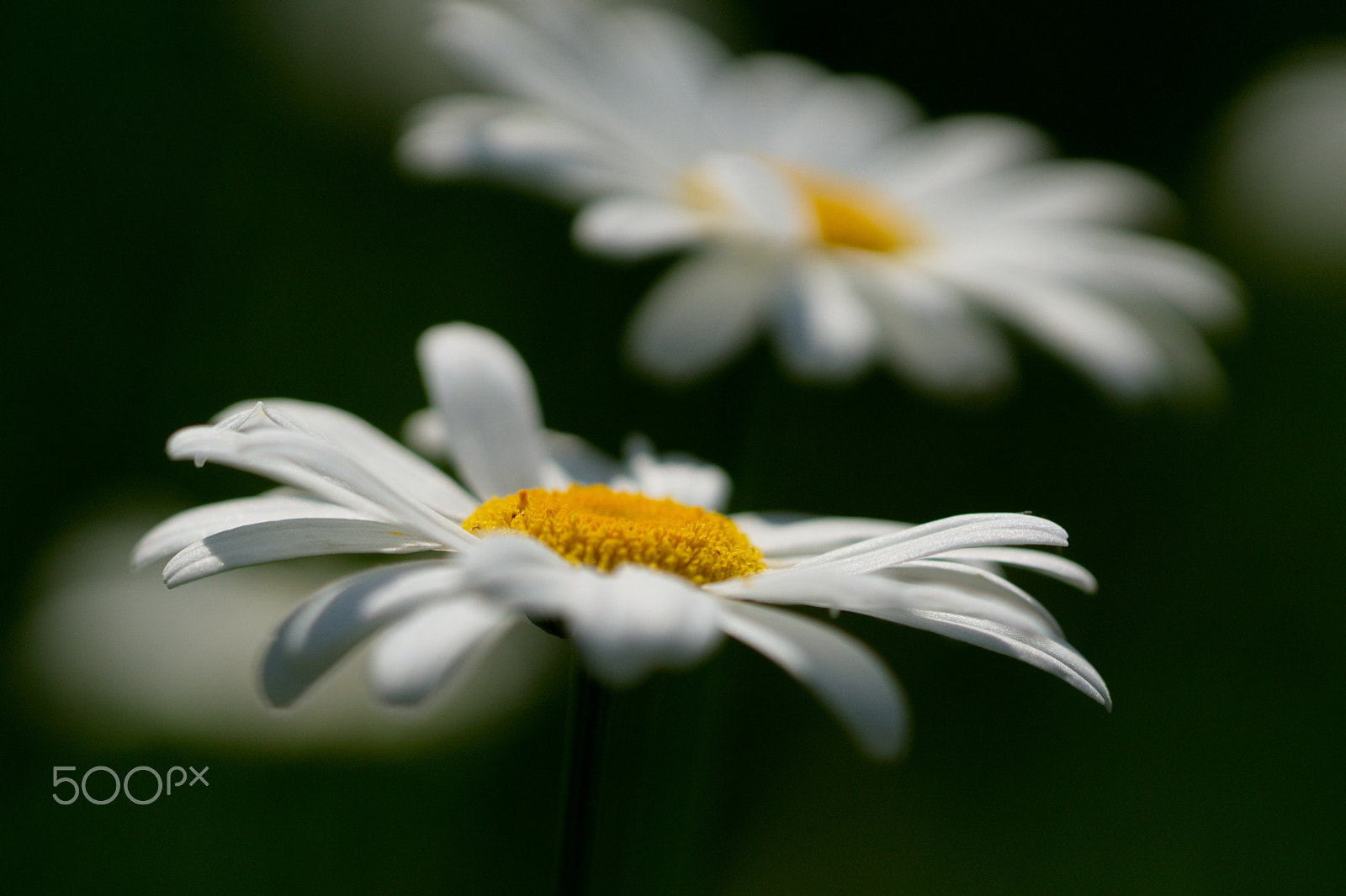 Sony ILCA-77M2 + Tamron SP 90mm F2.8 Di VC USD 1:1 Macro sample photo. Margerite photography