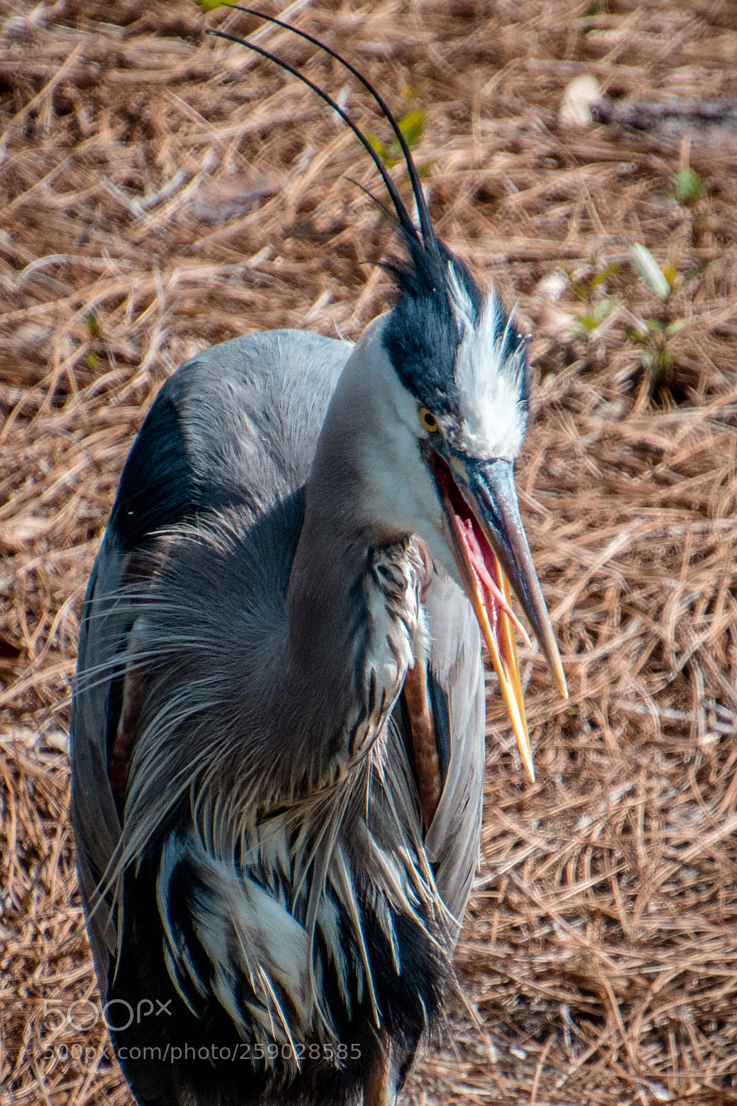 Nikon D7200 sample photo. When i itches i photography
