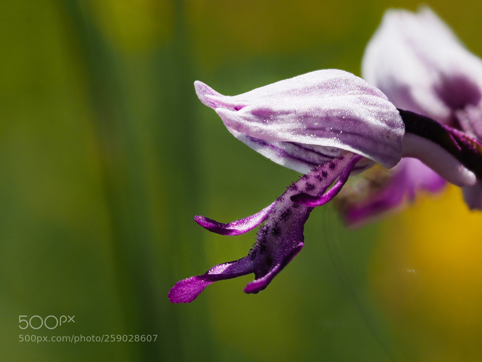 Olympus OM-D E-M1 sample photo. Orchis militaris 2 photography