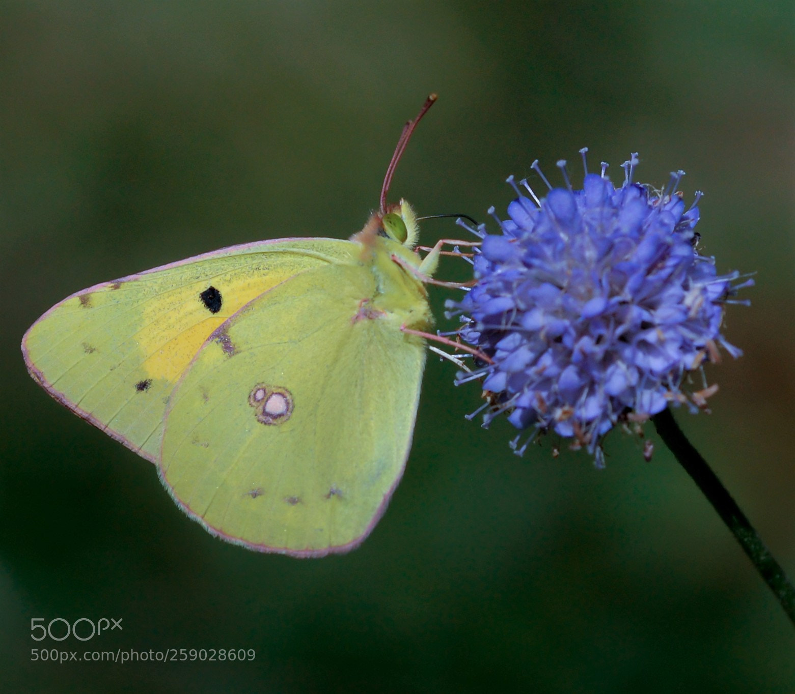 Nikon D40 sample photo. Clouded yellow on a photography