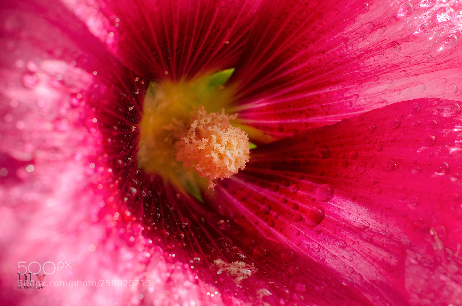 Nikon D7000 sample photo. Premi re rose tr photography