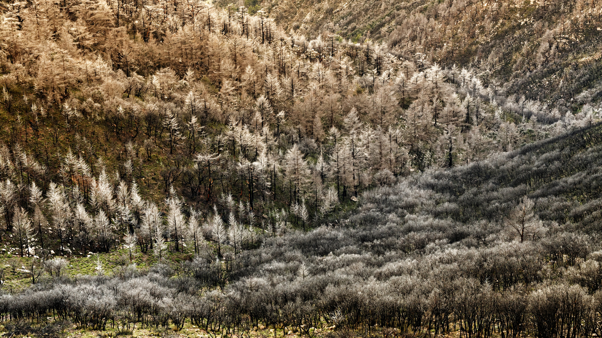 Canon EOS 400D (EOS Digital Rebel XTi / EOS Kiss Digital X) sample photo. Burnt forest photography