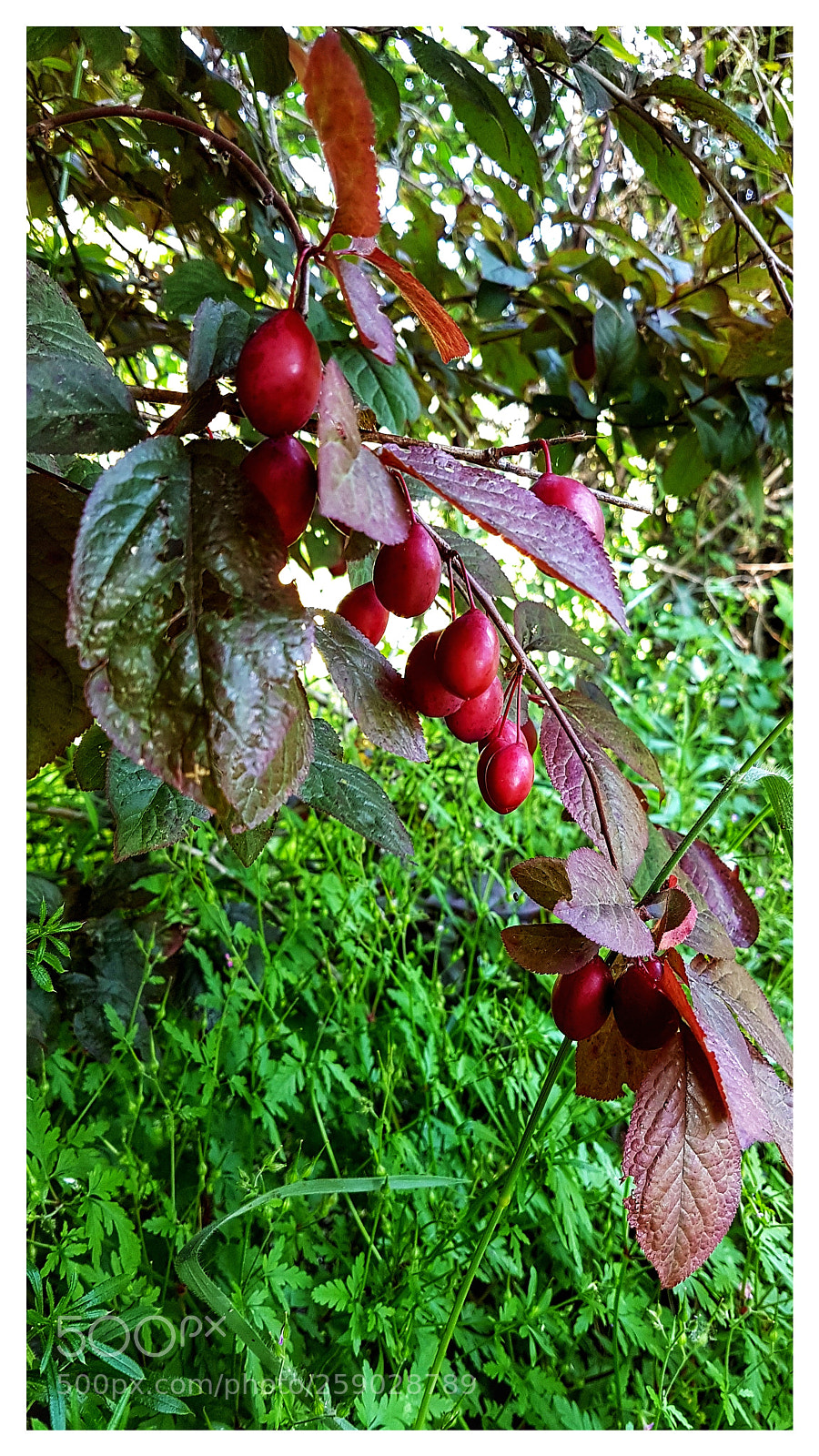 Samsung Galaxy S7 Edge sample photo. Frutos del campo photography