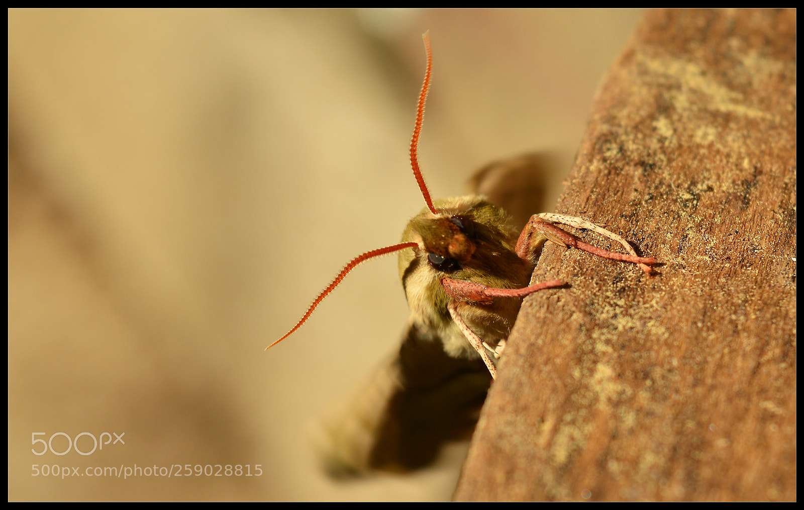 Nikon D3200 sample photo. Moth ii. photography
