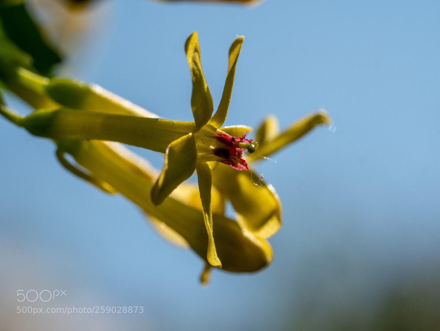 Panasonic Lumix DMC-GX7 sample photo. Ribes aureum photography