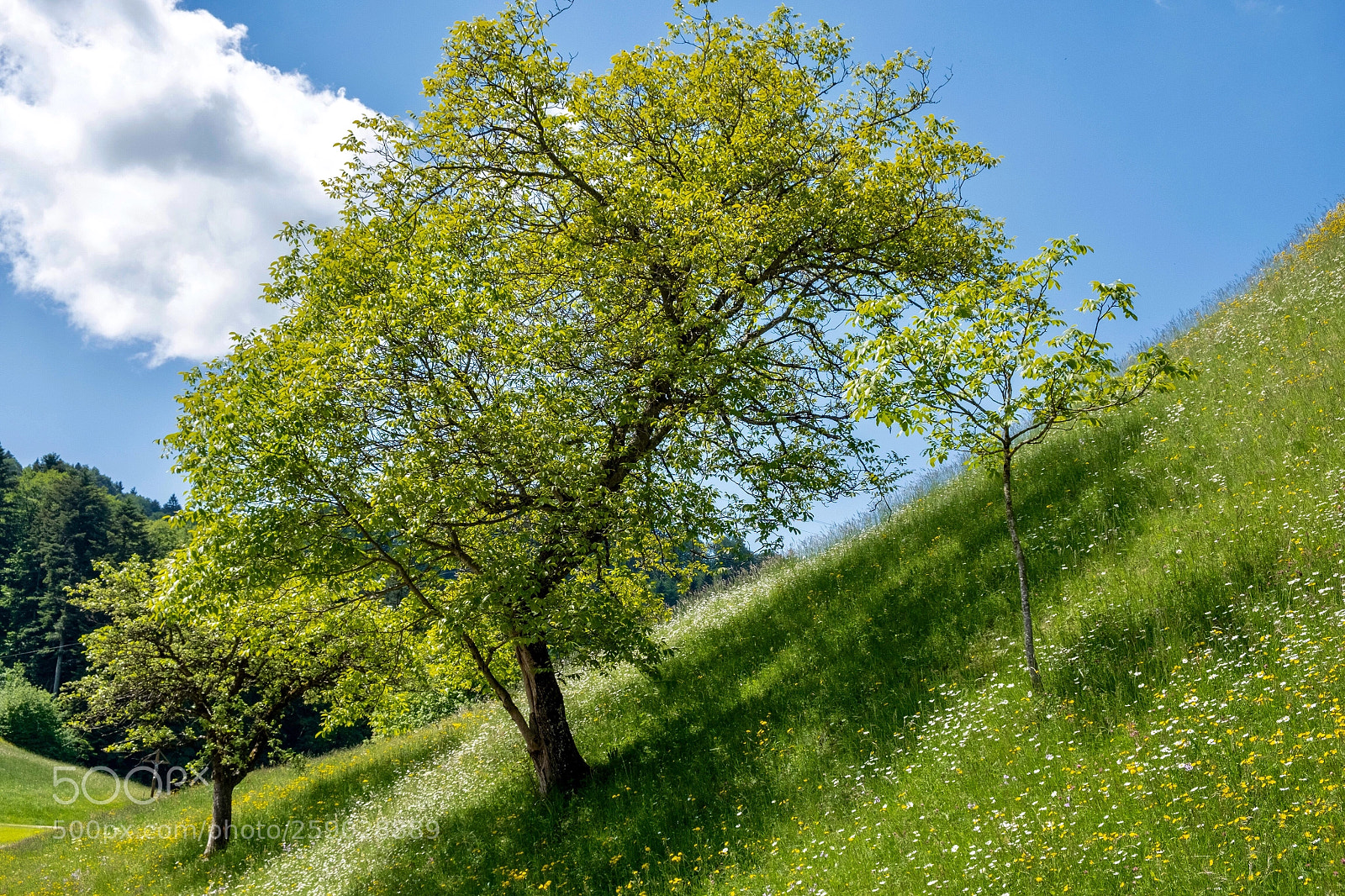 Fujifilm X-T20 sample photo. Summerfeelings photography