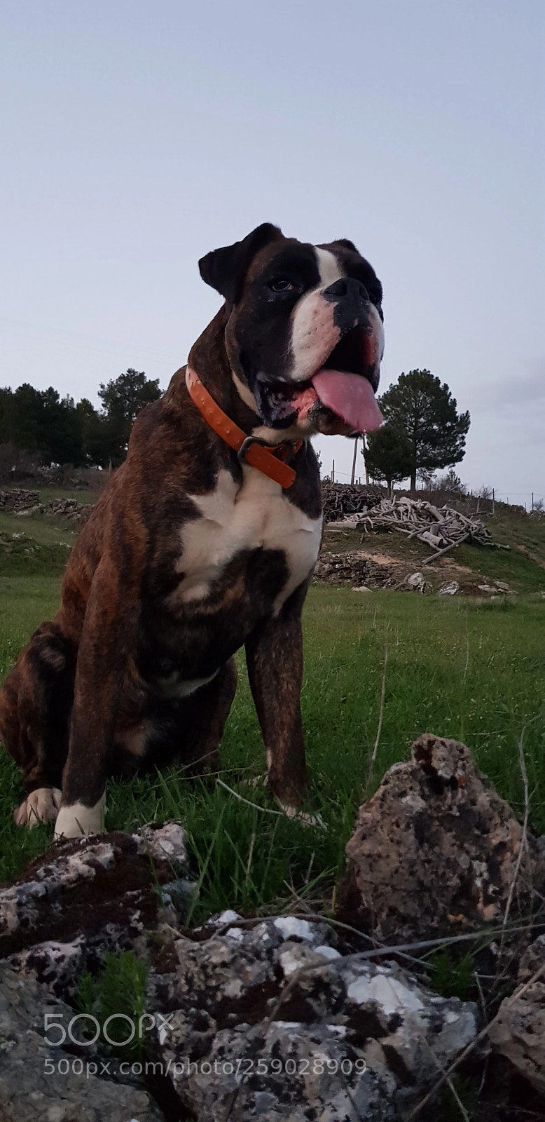 Samsung Galaxy S8 sample photo. Mía , mi perrita. photography