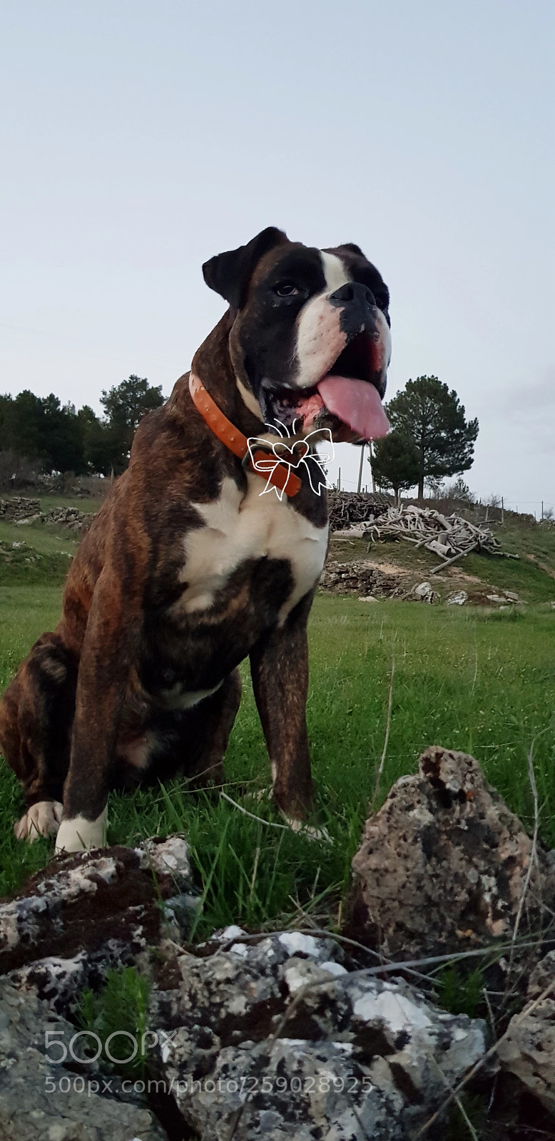 Samsung Galaxy S8 sample photo. Mía , mi perrita. photography
