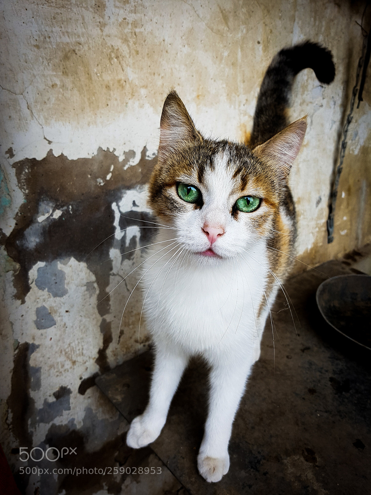 Samsung Galaxy S7 Edge sample photo. Cat photography