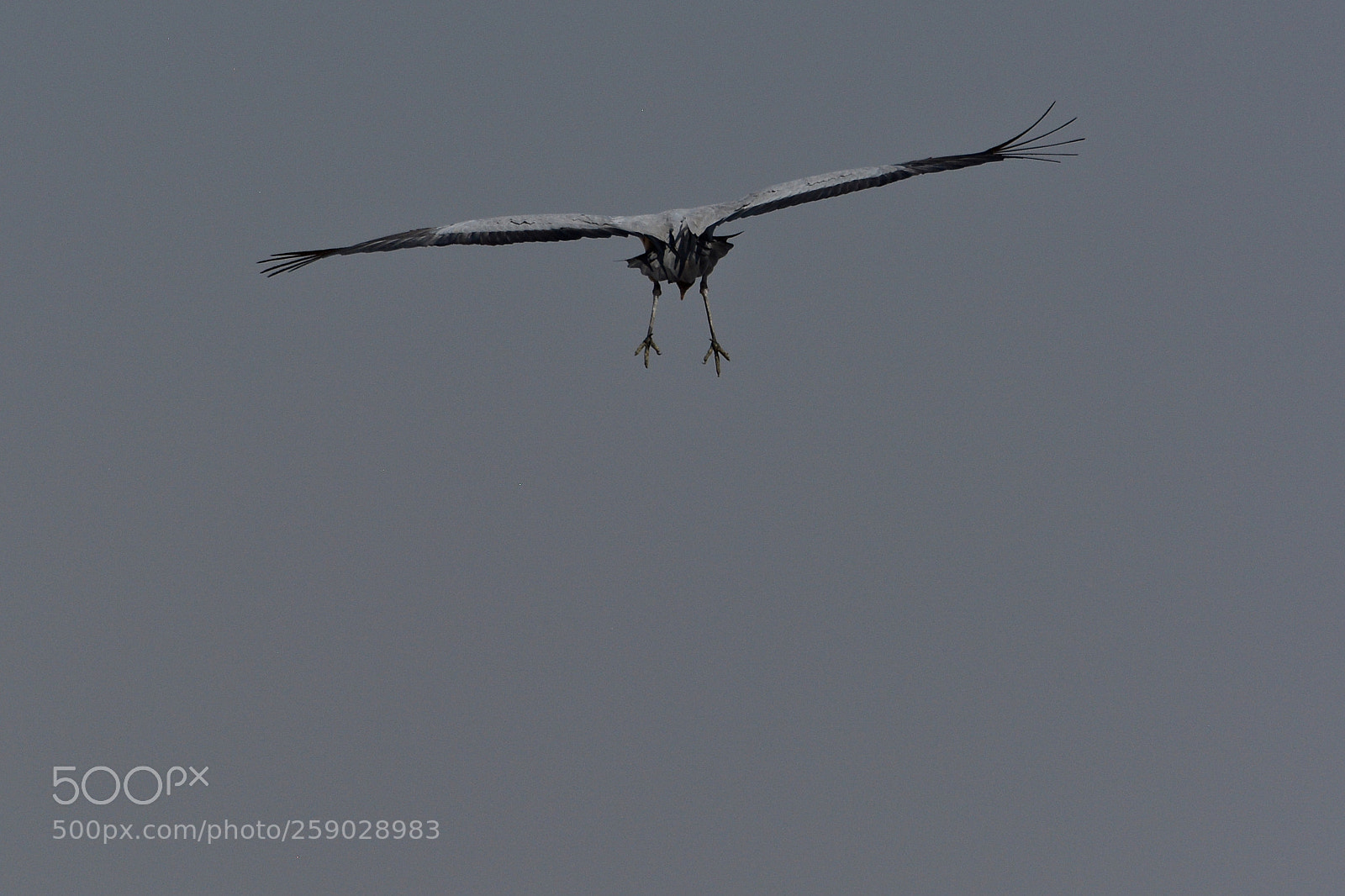 Nikon D5200 sample photo. Demoiselle cranes in khichan photography