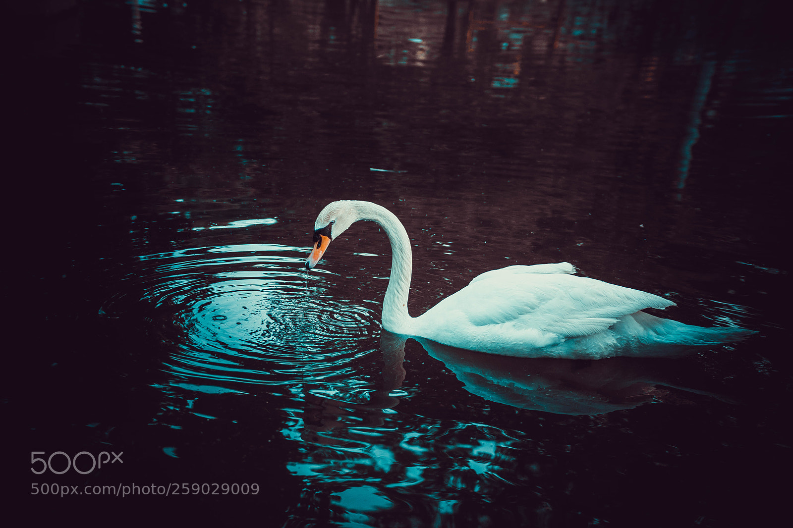 Nikon D7200 sample photo. Dark little lake photography