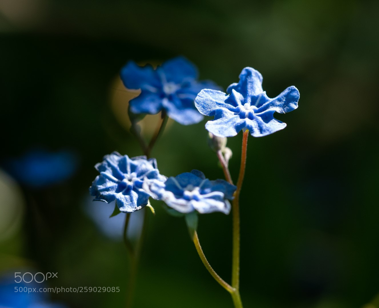 Panasonic Lumix DMC-GX7 sample photo. Myosites scorpioides photography
