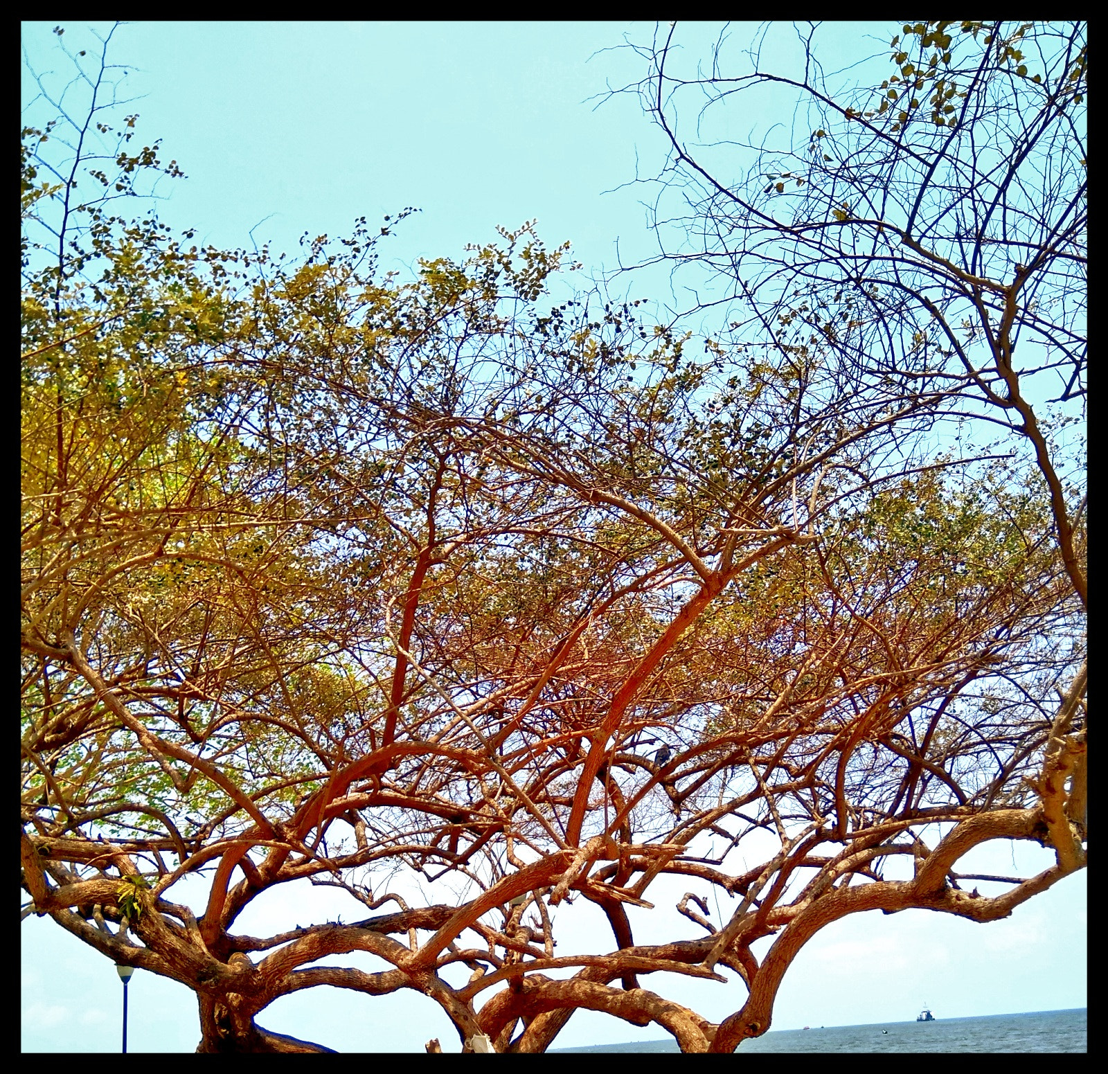 Xiaomi MI MAX sample photo