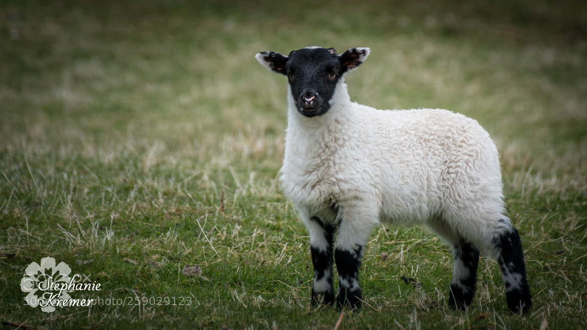 Nikon D5500 sample photo. Little lamb photography