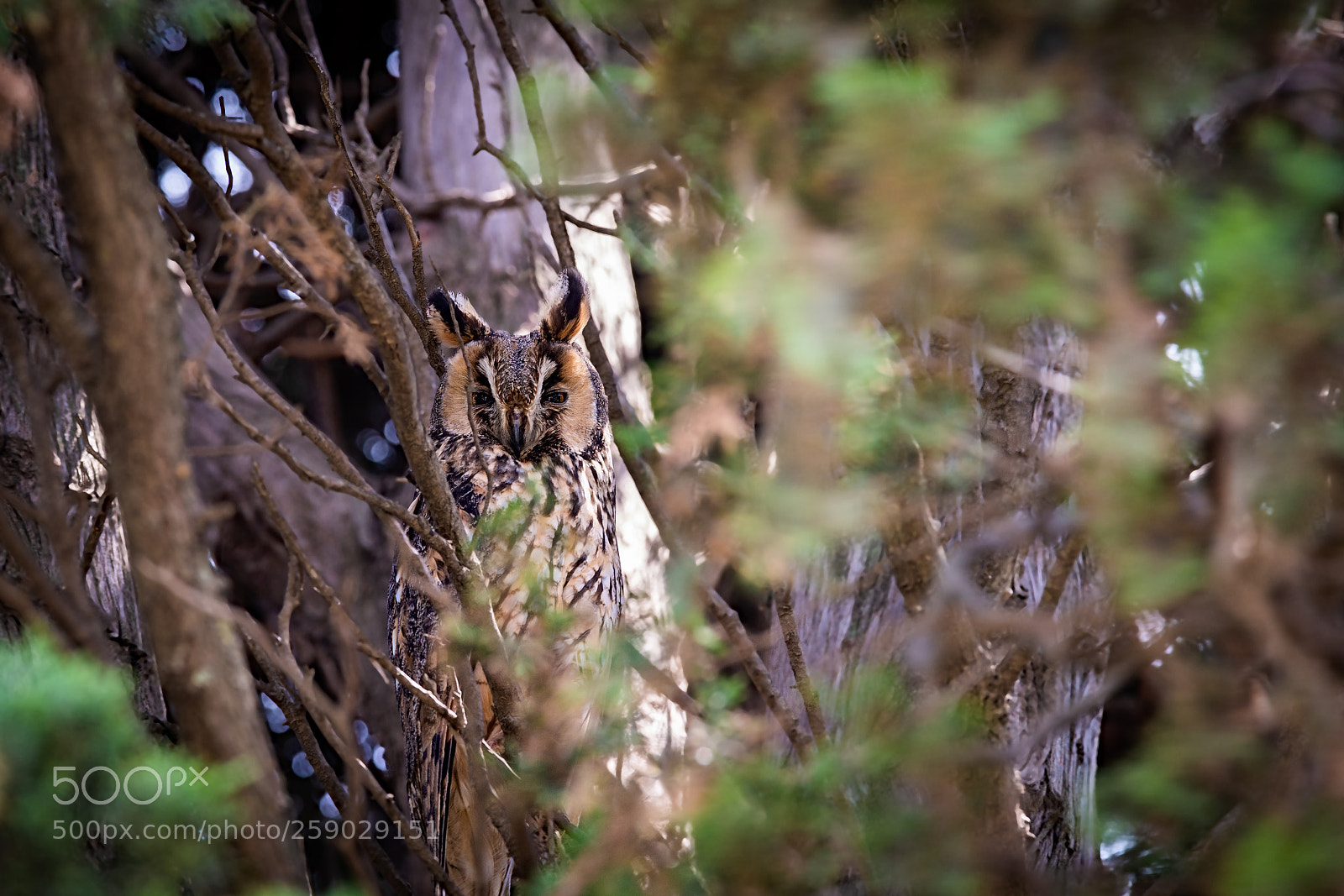 Sony a99 II sample photo. Asio otus photography