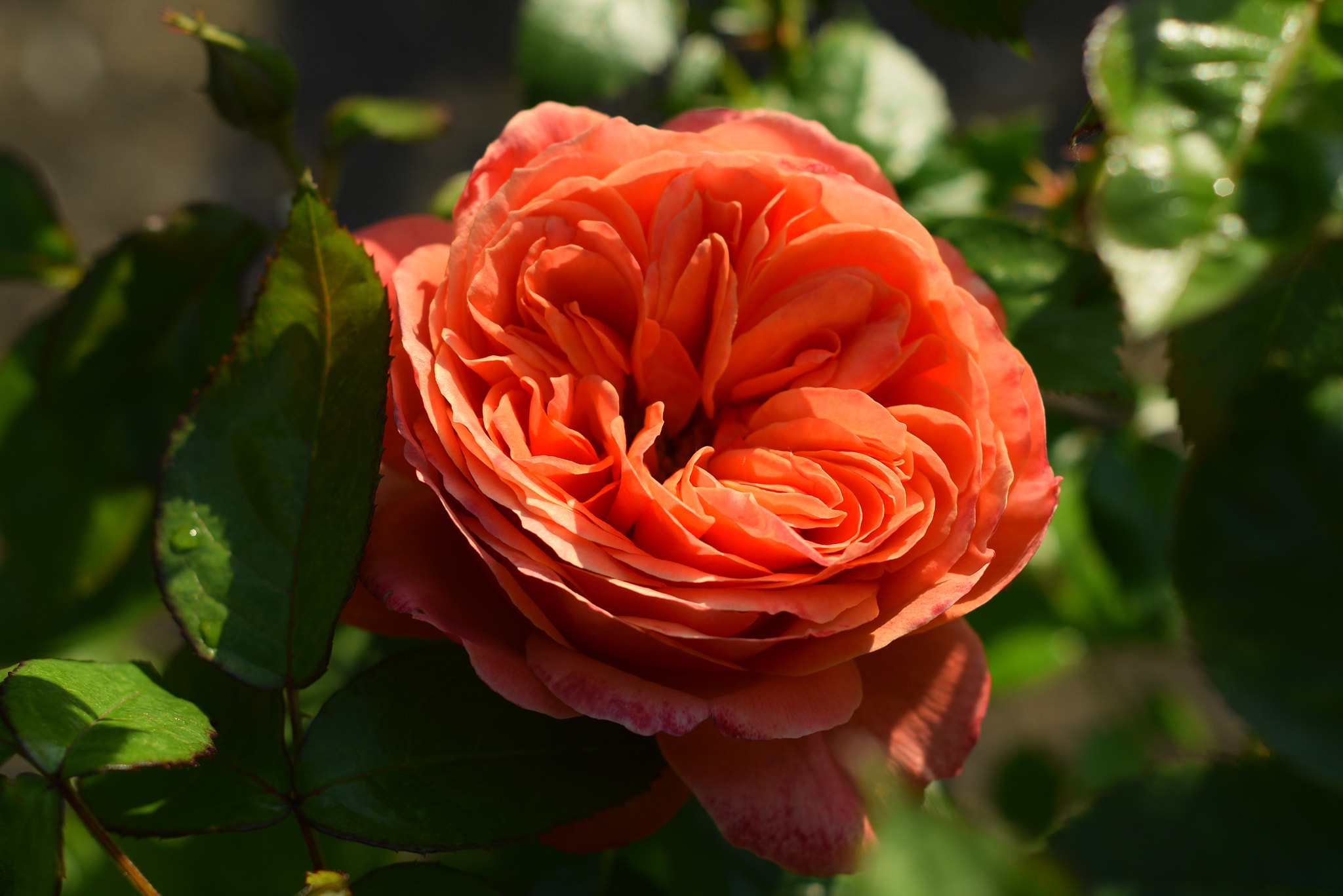 Nikon D3300 + Nikon AF Nikkor 50mm F1.8D sample photo. Rose photography