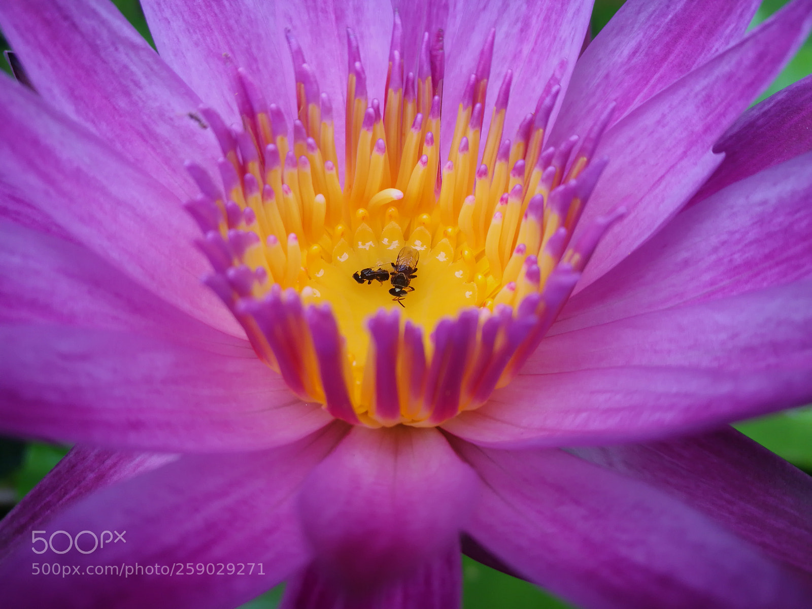HUAWEI P9 sample photo. | beautiful death | photography