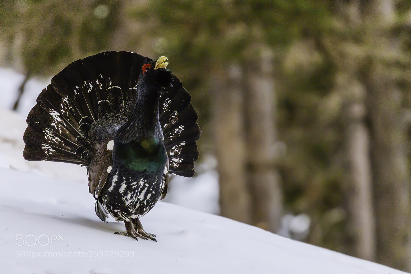 Canon EOS 5D Mark IV sample photo. Molt d'hora. photography