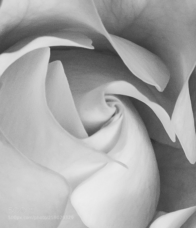 Canon EOS 650D (EOS Rebel T4i / EOS Kiss X6i) sample photo. Rose bw photography