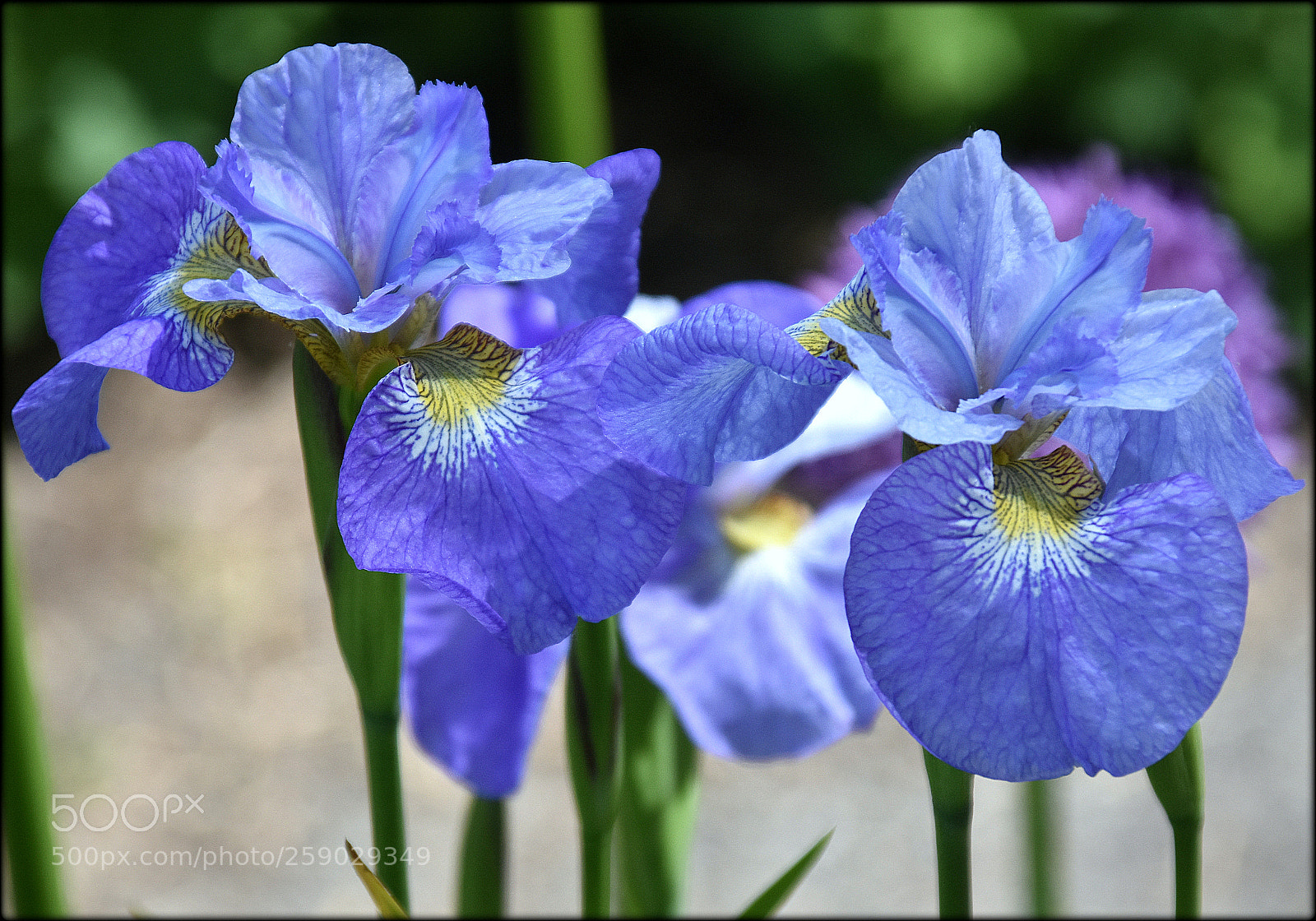 Nikon D7200 sample photo. "ciel-iris" photography