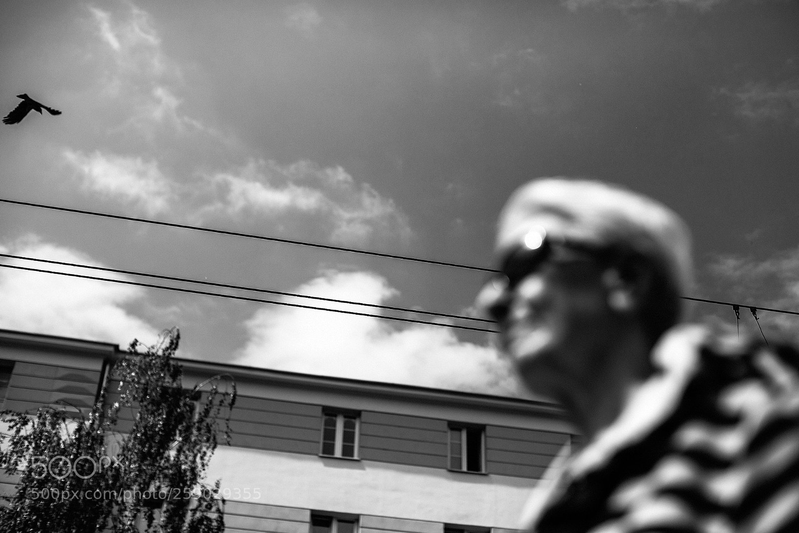 Canon EOS 6D Mark II sample photo. As the crow flies 259/365 photography