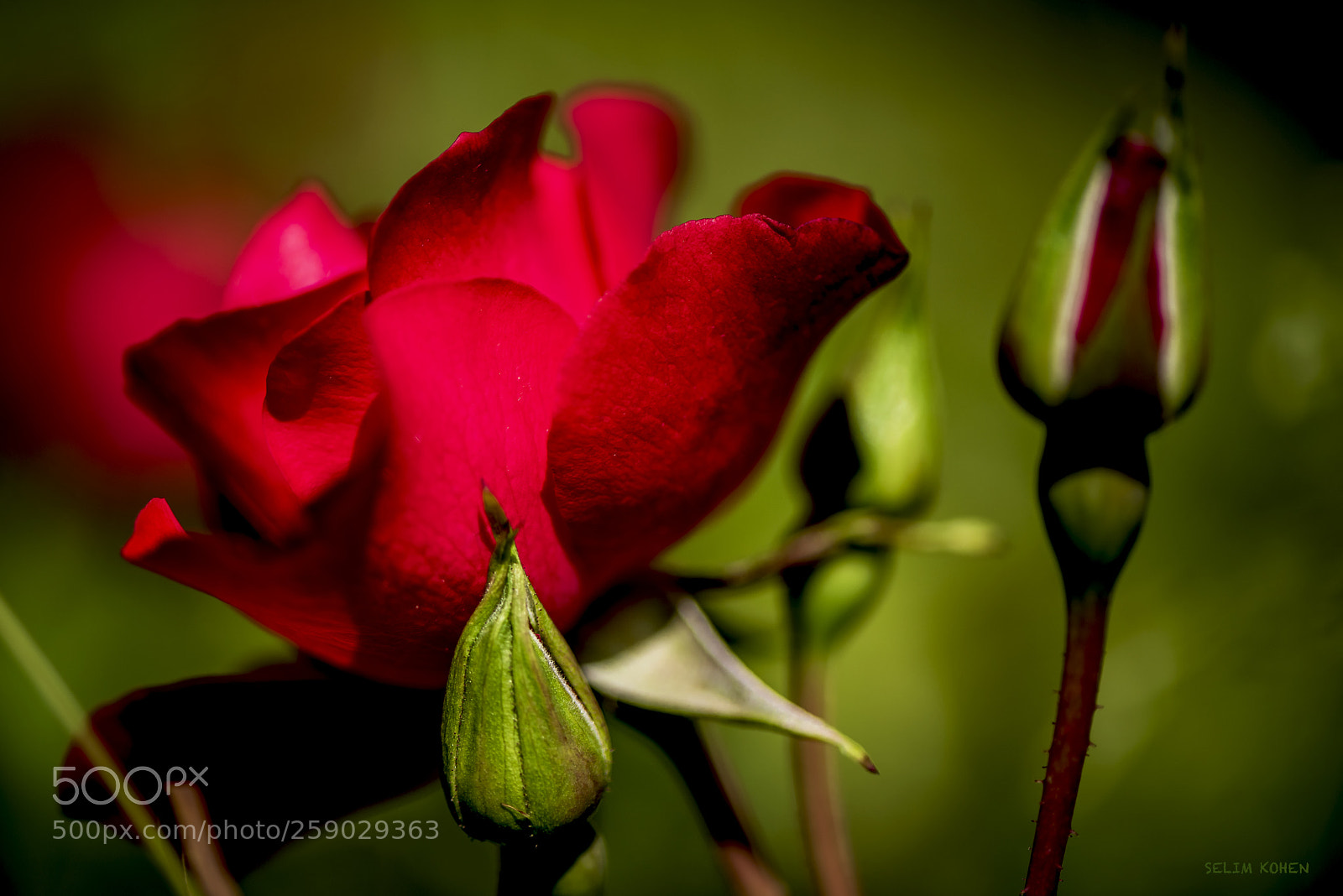 Nikon D810 sample photo. Red rose and buds photography