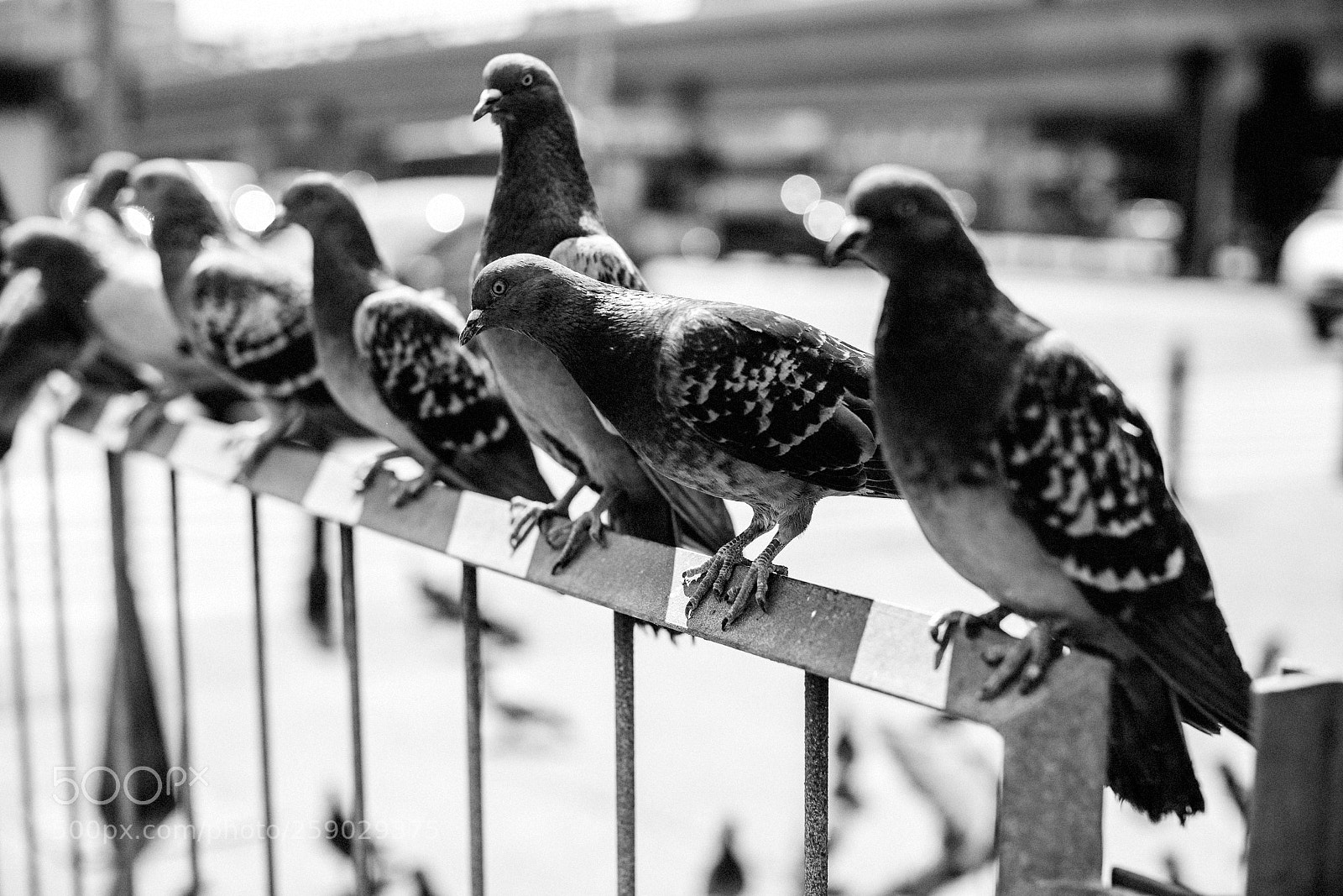 Canon EOS 6D Mark II sample photo. The crew 262/365 photography