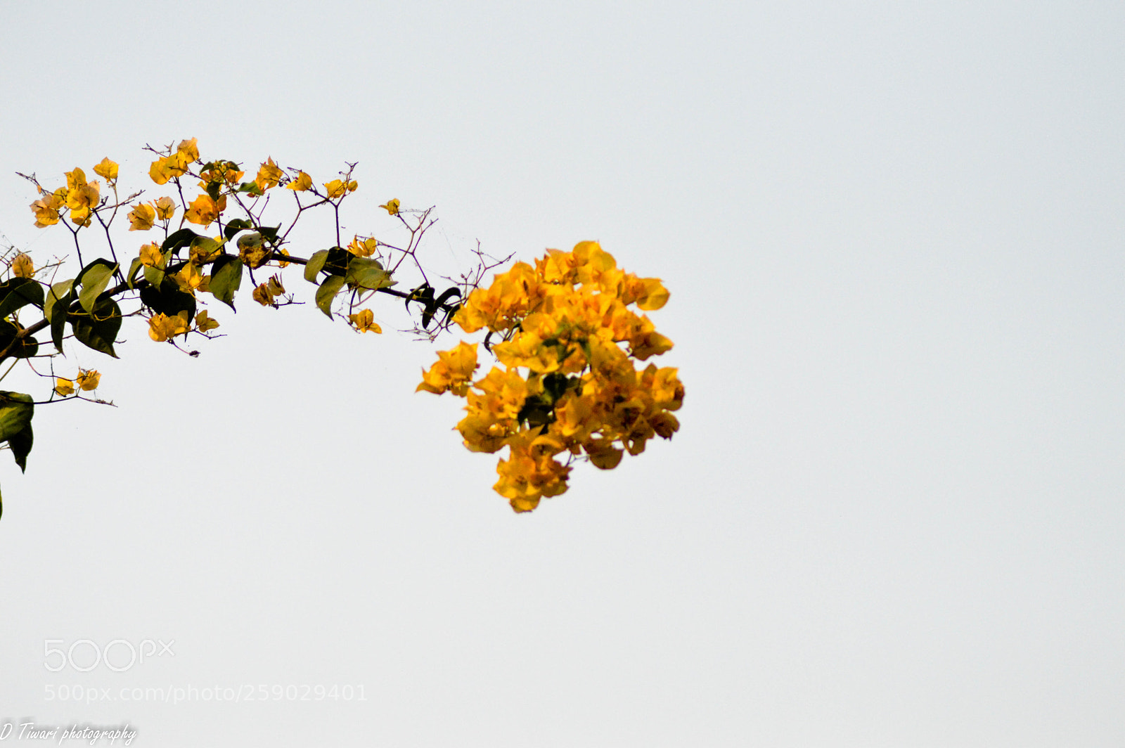 Nikon D3200 sample photo. Flowers photography