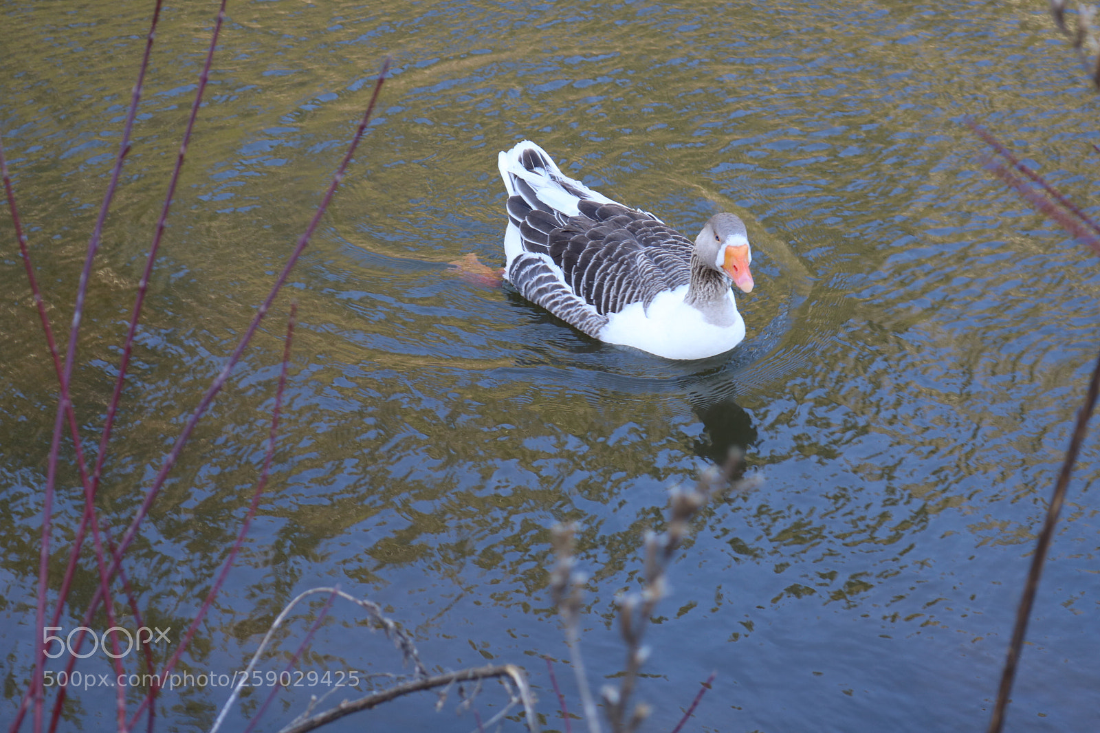 Canon EOS 750D (EOS Rebel T6i / EOS Kiss X8i) sample photo. Jpg photography