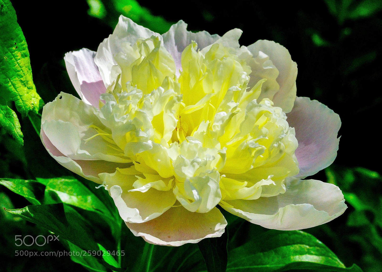 Sony SLT-A65 (SLT-A65V) sample photo. Magic light peony
pfingstrose photography