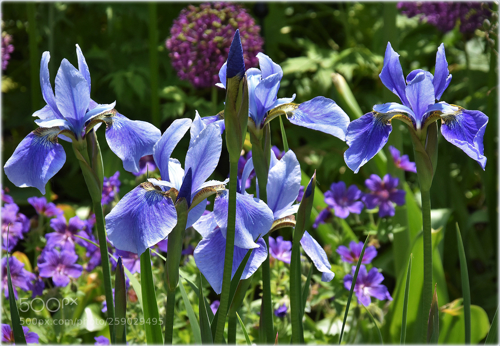 Nikon D7200 sample photo. "liliflowers*" photography