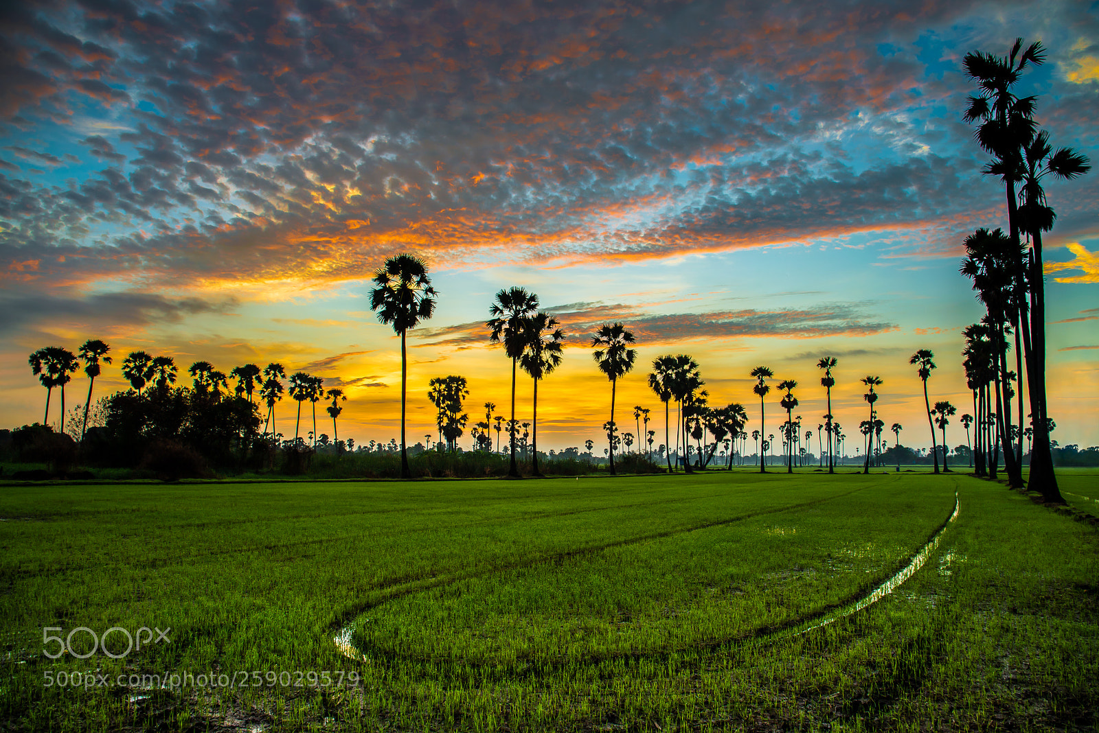 Nikon D610 sample photo. Sugar palm photography