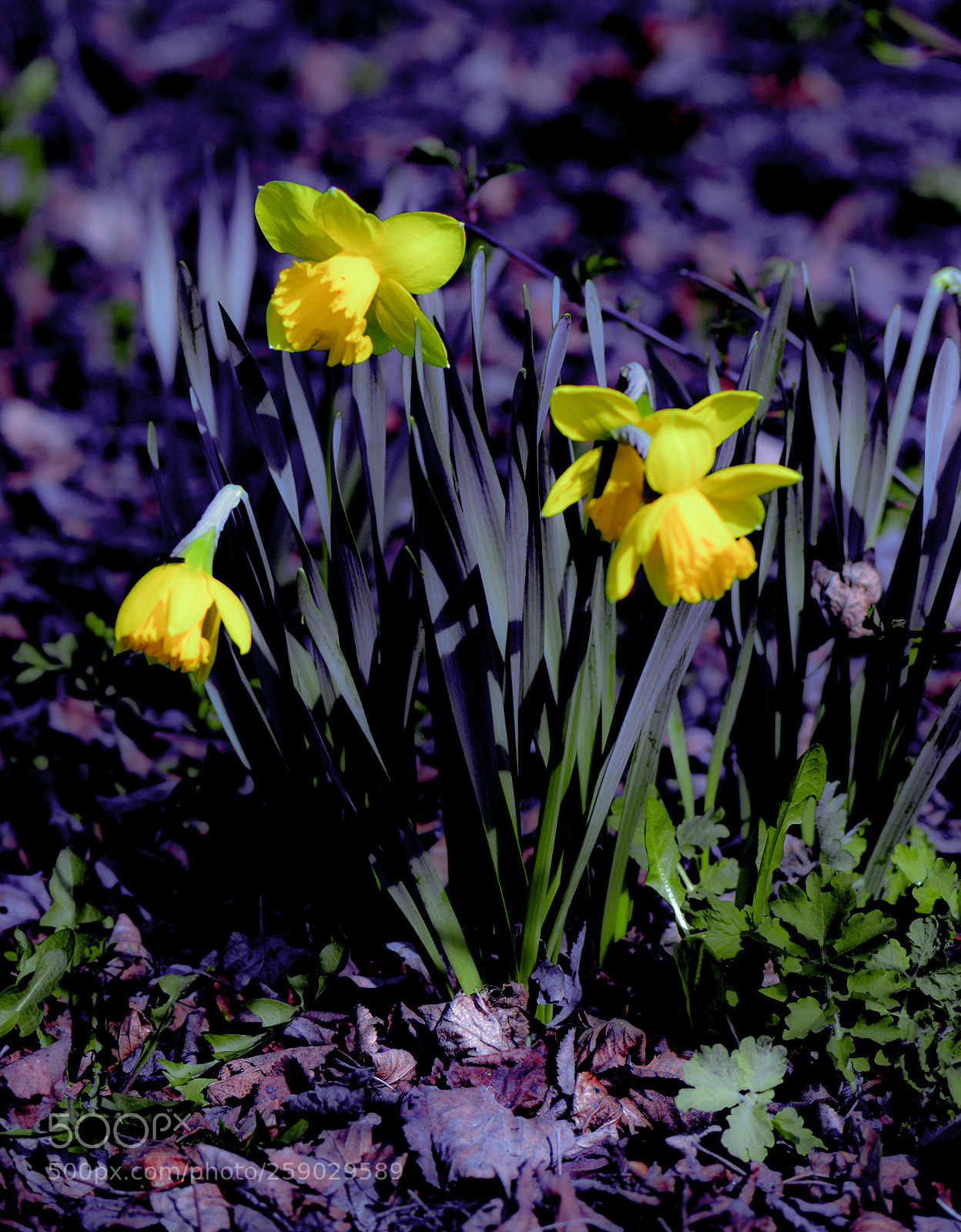 Nikon D7100 sample photo. Daffodils out growing in photography