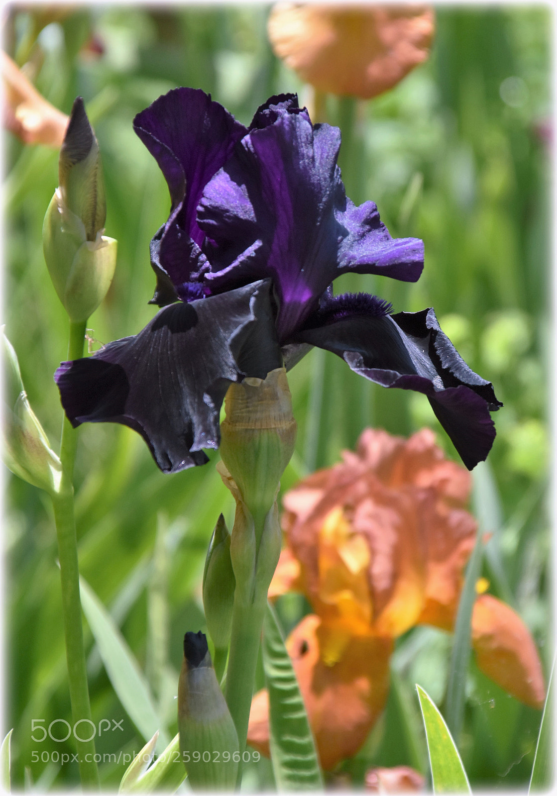 Nikon D7200 sample photo. "lili in violett" photography