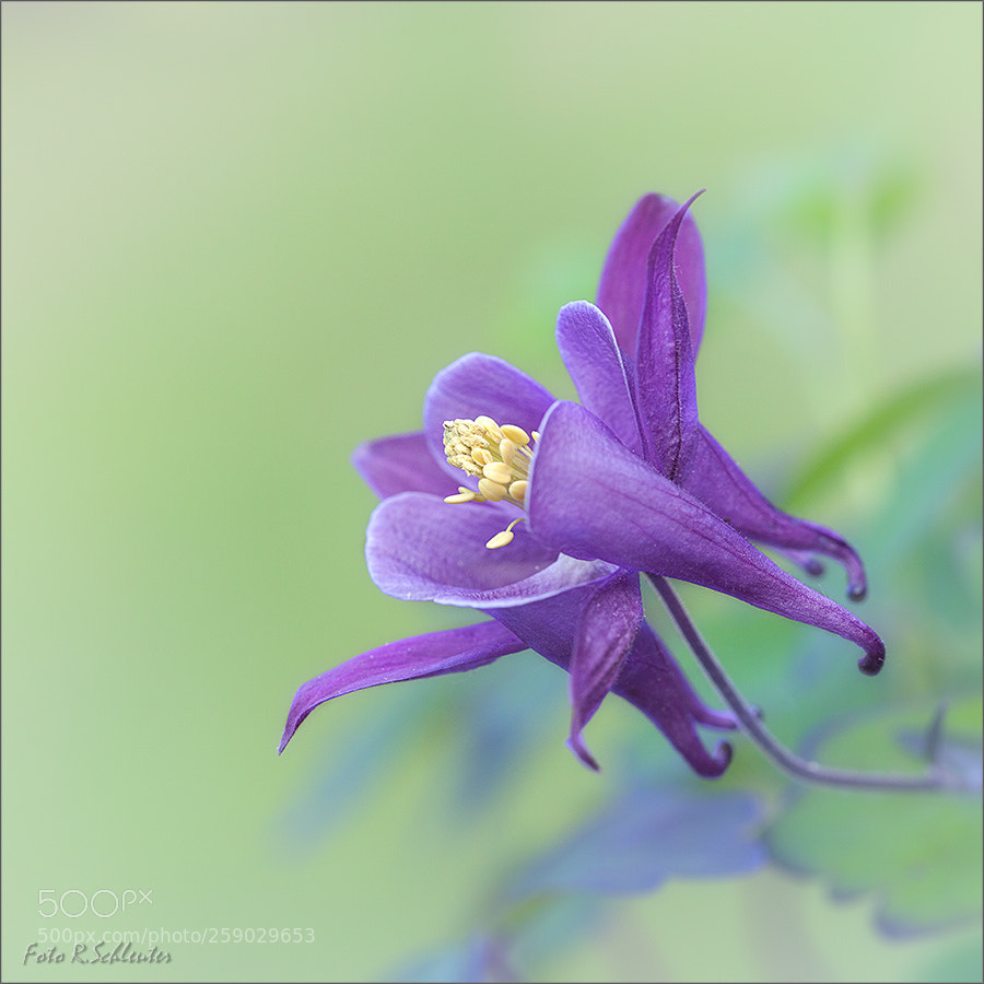 Canon EOS 5D Mark II sample photo. Akelei in blue photography