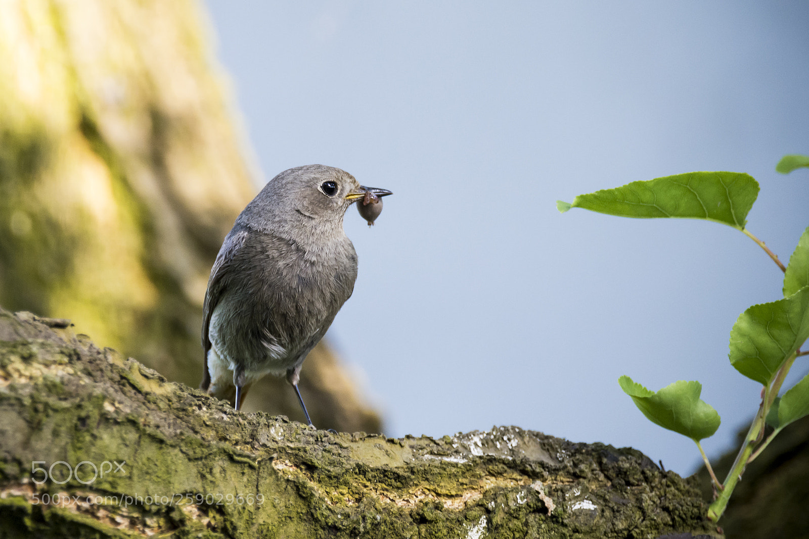 Nikon D7200 sample photo. Black redstart - h photography