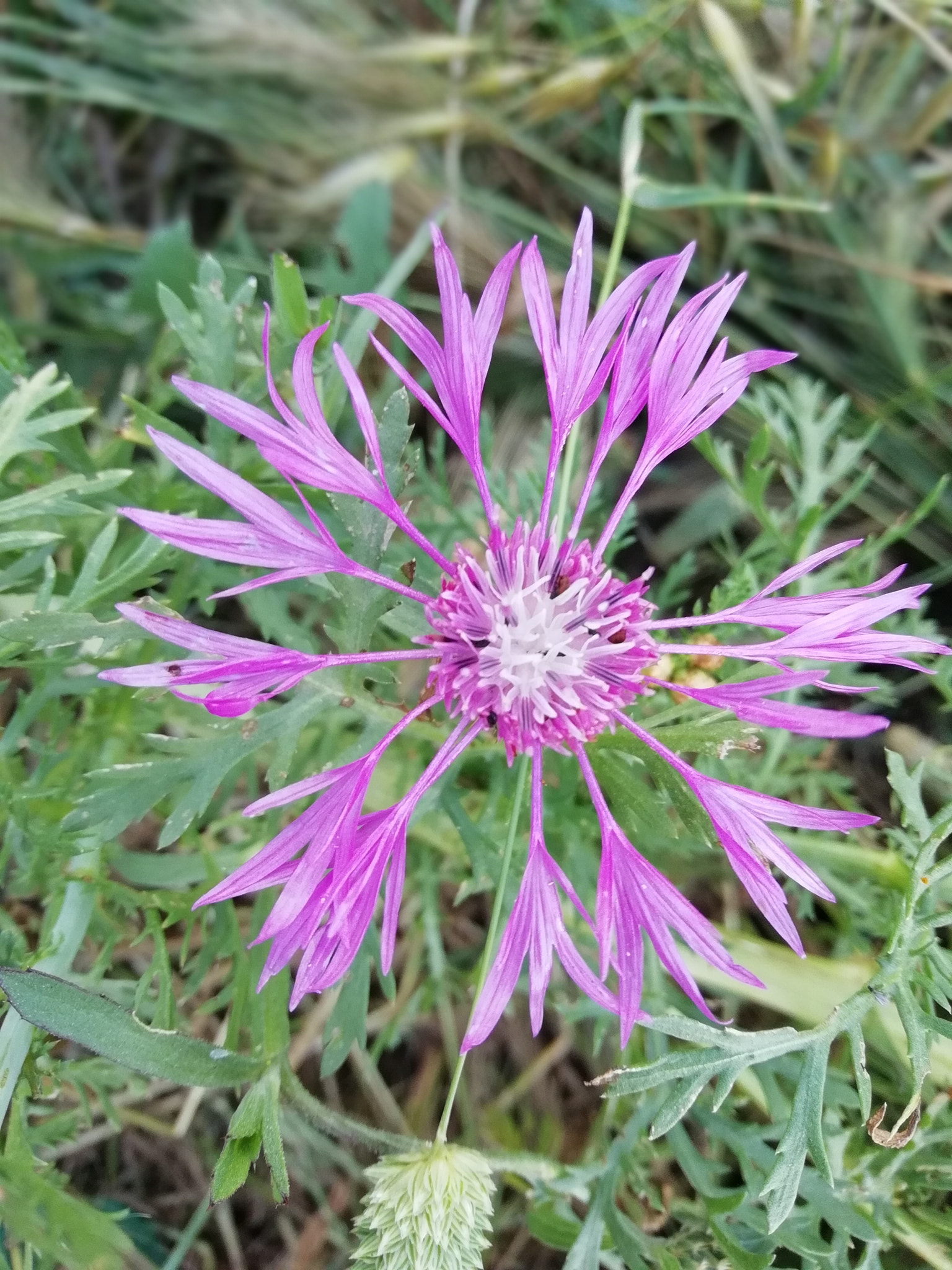 HUAWEI P SMART sample photo