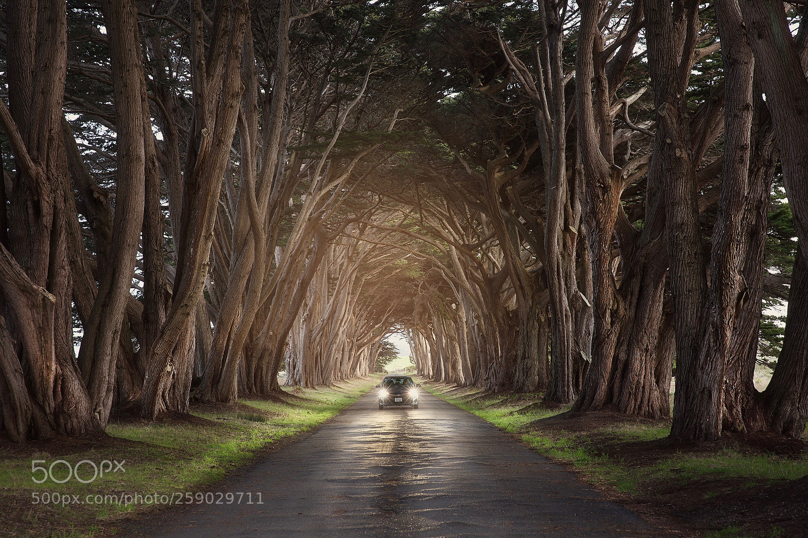 Canon EOS 6D sample photo. California cyprus tree tunnel photography