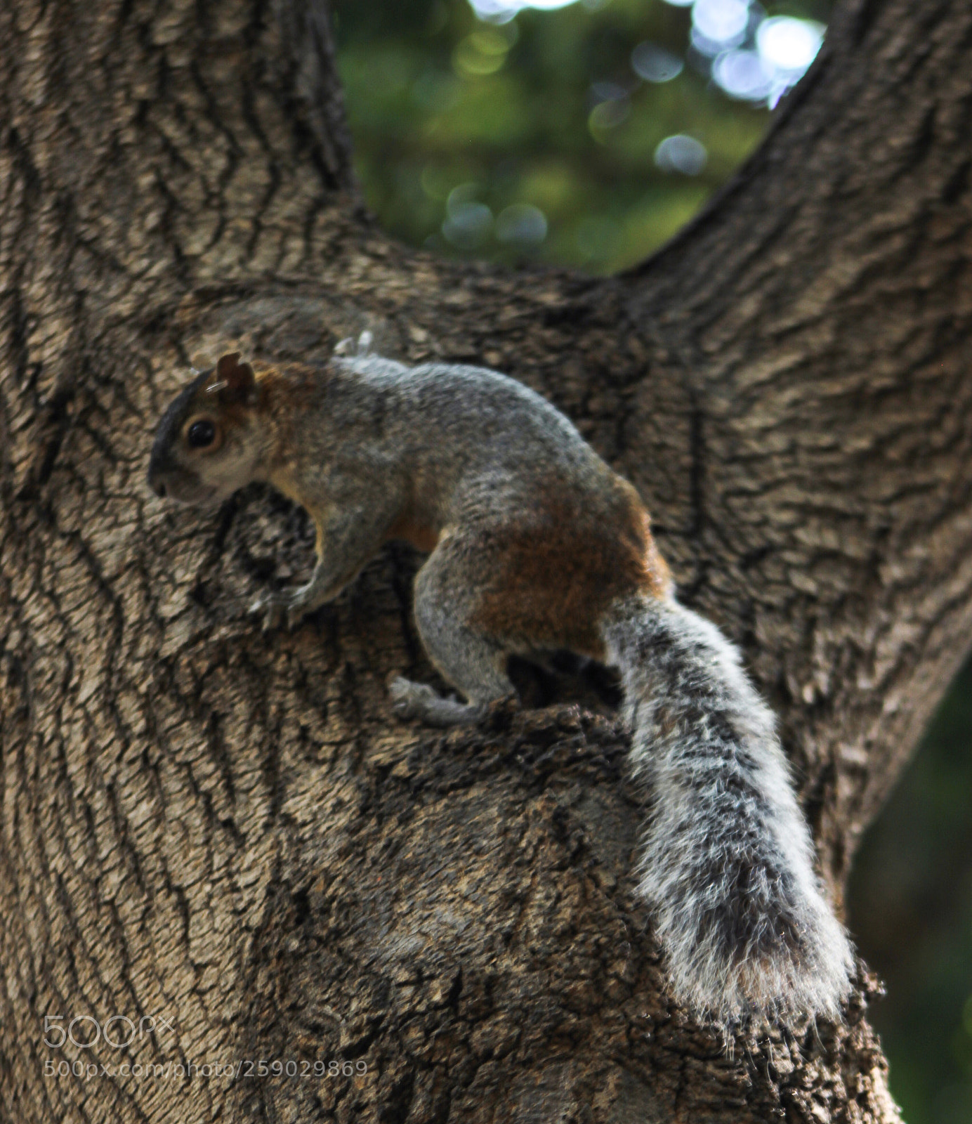Canon EOS 1200D (EOS Rebel T5 / EOS Kiss X70 / EOS Hi) sample photo. More squirrell photography