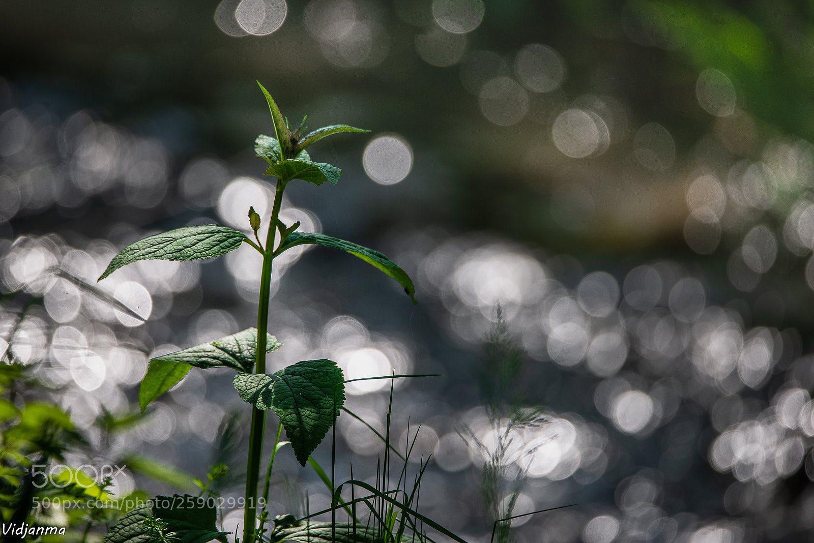 Nikon D610 sample photo. Couleur menthe à l'eau photography