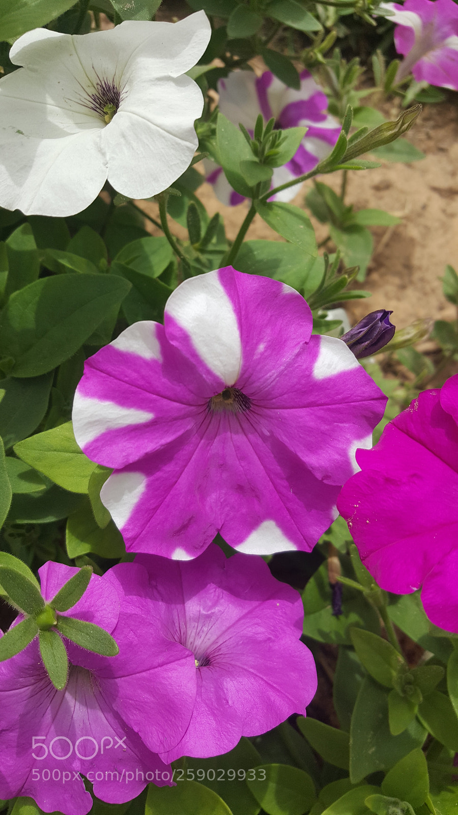 Samsung GALAXY S6 edge sample photo. Flower ? photography