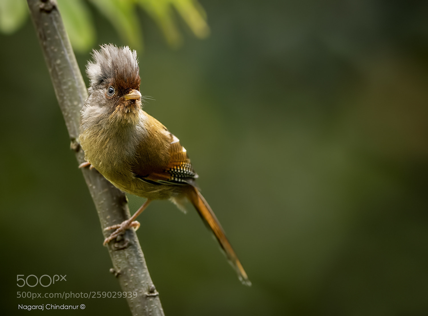 Nikon D5 sample photo. Rusty-fronted barwing..... photography