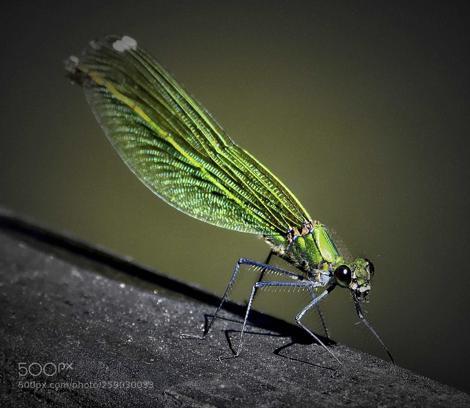 Nikon D850 sample photo. Libelle freihand im spreewald photography
