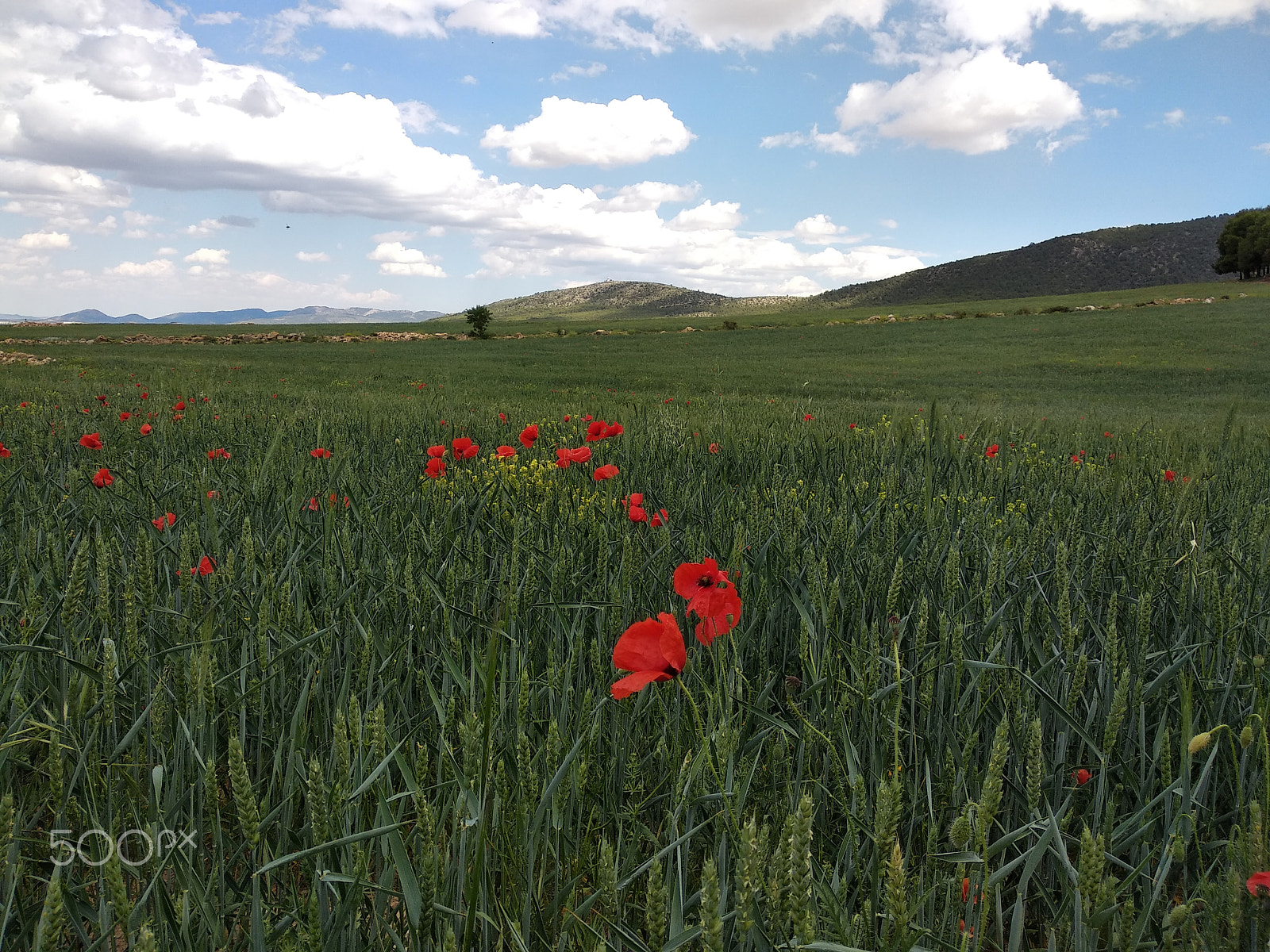 Xiaomi Redmi 5 Plus sample photo. Prado con amapolas photography