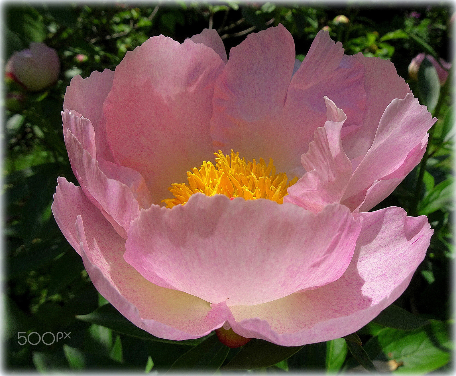 Sony Cyber-shot DSC-HX80 sample photo. "peony" photography