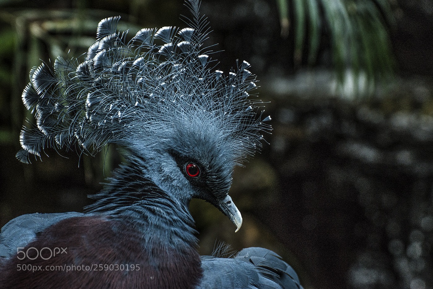 Nikon D610 sample photo. Victoria crowned pigeon photography