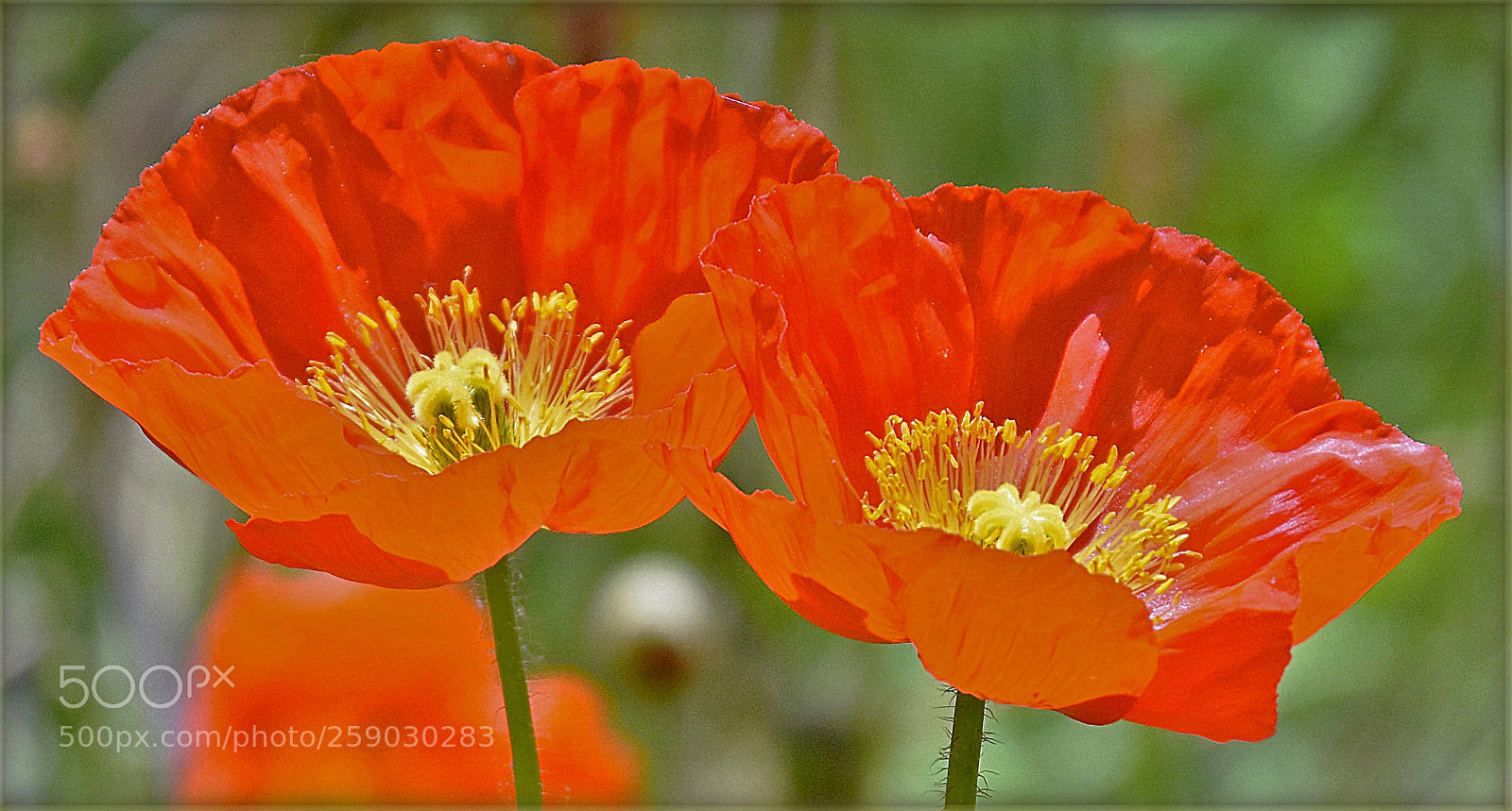 Nikon D7200 sample photo. "mohn" photography
