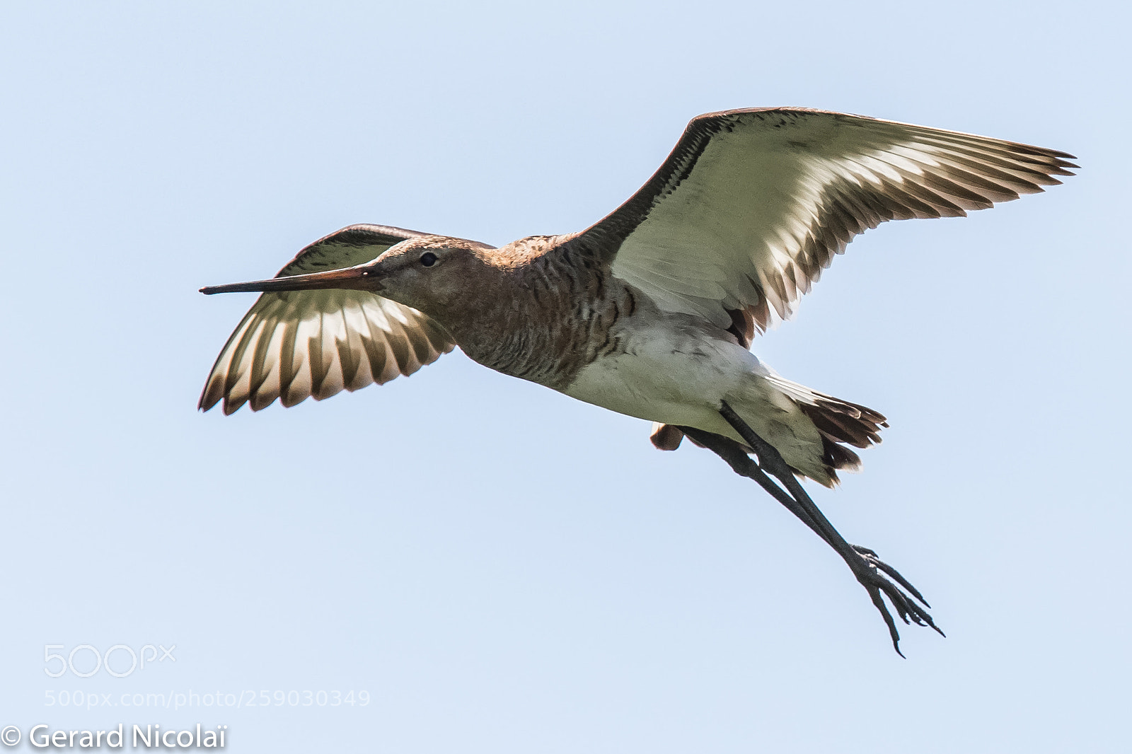 Canon EOS 7D Mark II sample photo. Black tailed godwit photography