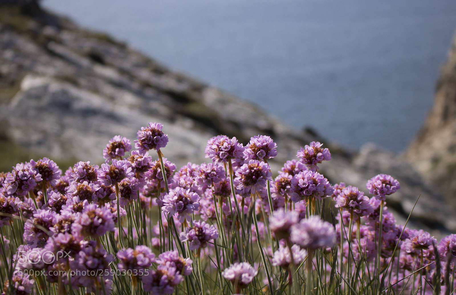 Canon EOS 750D (EOS Rebel T6i / EOS Kiss X8i) sample photo. Flowers near the ocean photography