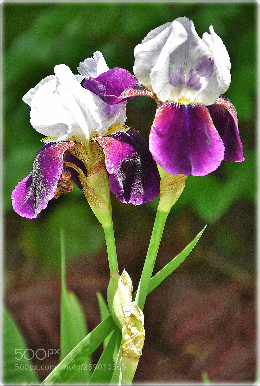 Nikon D7200 sample photo. Lili flowers white and photography